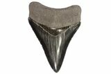 Serrated, Fossil Megalodon Tooth - Excellent Tooth #78204-2